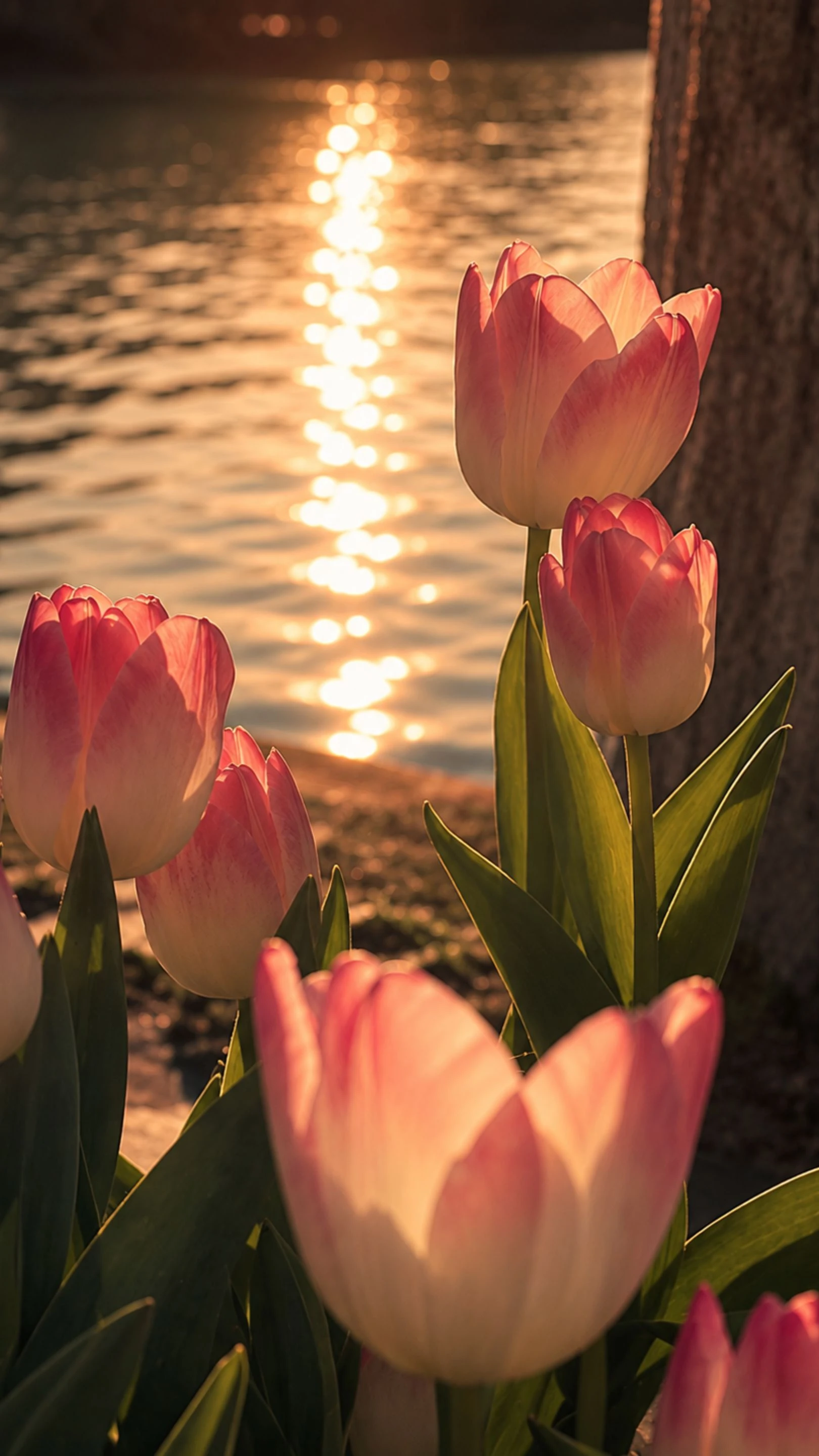 Twilight Tulip Garden Aesthtic Wallpaper 4K